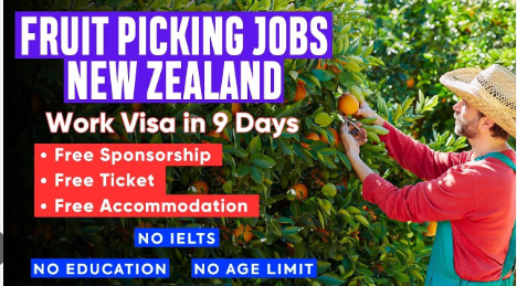 Fruit Picking Jobs in New Zealand 2025 – Visa Sponsorship