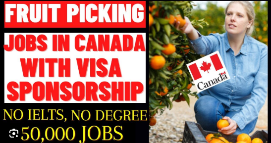 Fruit Picker Jobs in Canada with Visa Sponsorship 2026